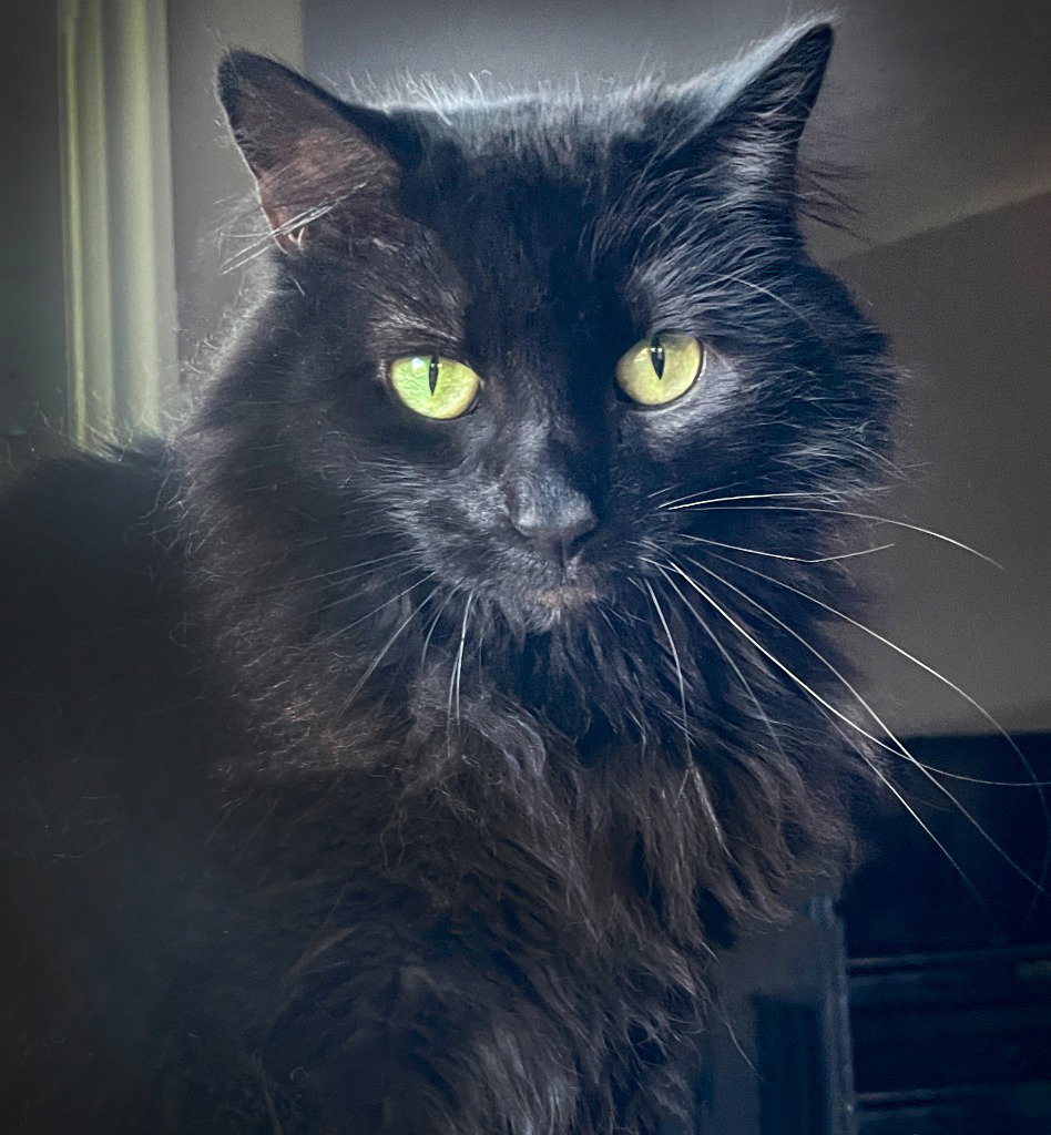 Morticia Image