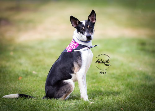 picture of the dog needing adoption
