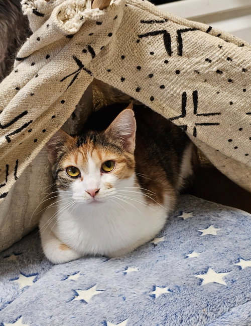 Candy, an adoptable Domestic Short Hair in Salt Lake City, UT