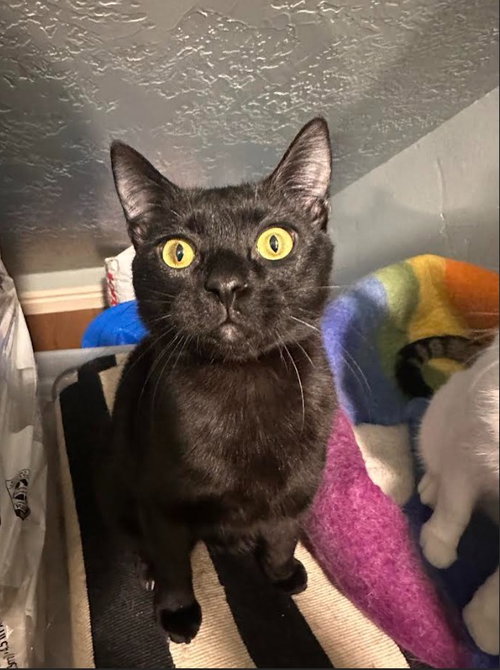 Luther, Young Domestic Short Hair / Mixed, cat for adoption in Orem, Utah