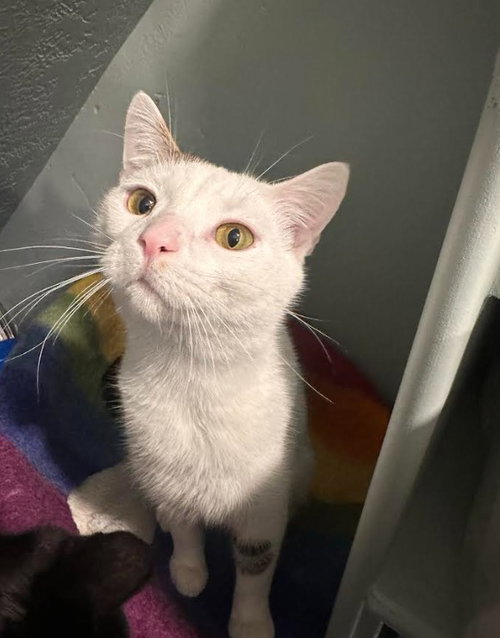 Martin, Young Domestic Short Hair / Mixed, cat for adoption in Orem, Utah
