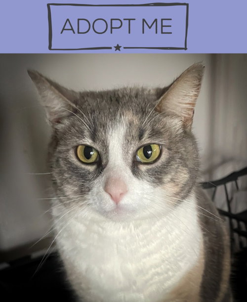 Della, a cat for adoption from Community Animal Welfare Society