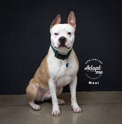 Maui, an adoptable Pit Bull Terrier in Salt Lake City, UT