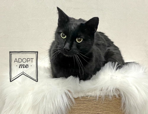 picture of the cat needing adoption