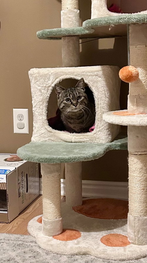 picture of the cat needing adoption