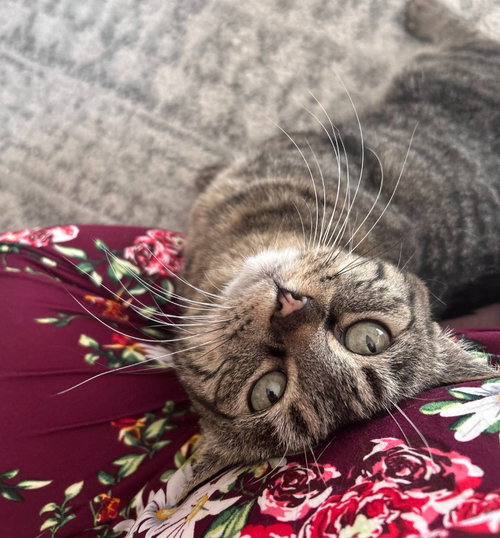 Pepper, an adoptable Domestic Short Hair in Salt Lake City, UT