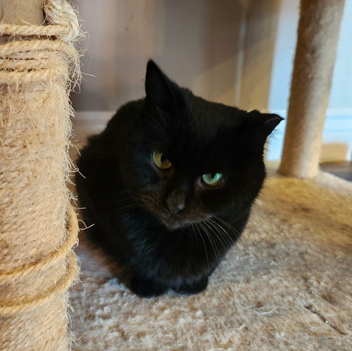 Rainy, Adult Domestic Short Hair / Mixed, cat for adoption in Orem, Utah