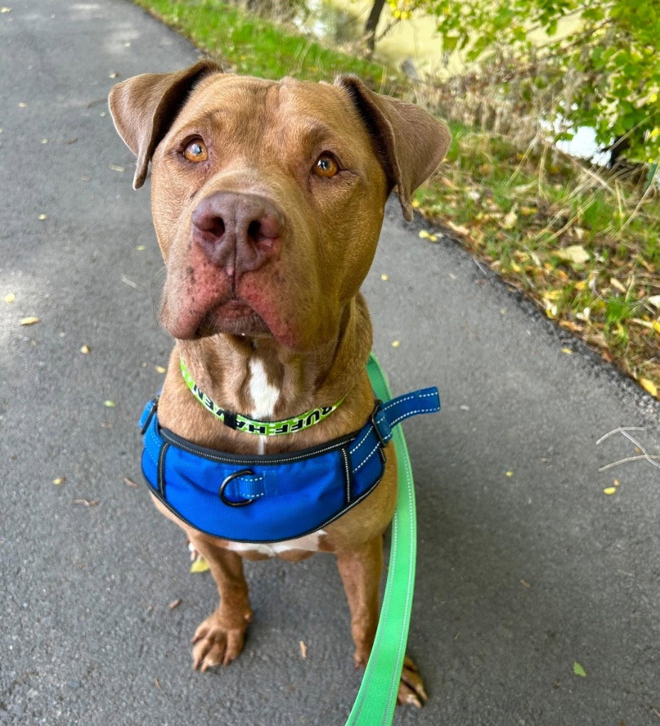 Pit Bull