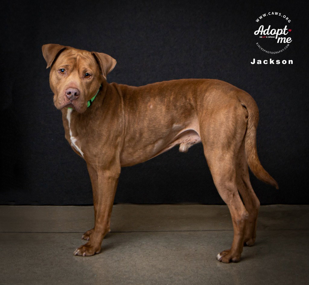 Jackson Image