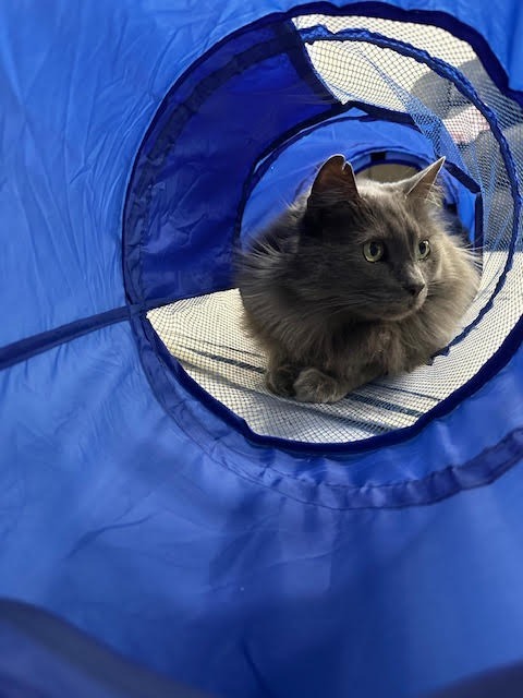 Smokey, an adoptable Domestic Long Hair in Salt Lake City, UT