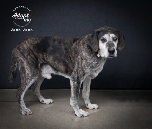 Jack Jack, an adoptable Black Labrador Retriever in Salt Lake City, UT