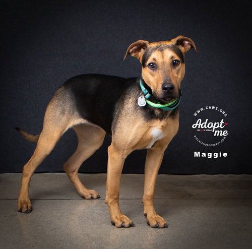 Maggie, an adoptable Shepherd in Salt Lake City, UT