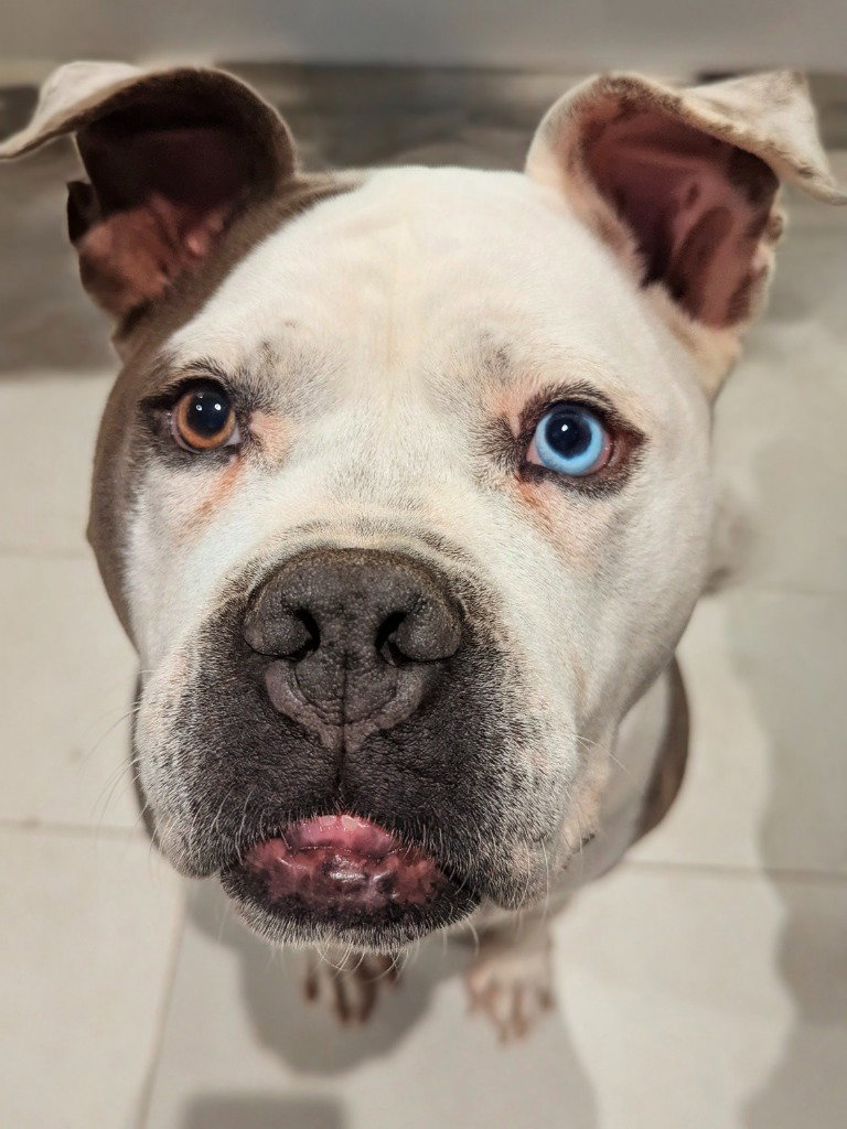Suka
