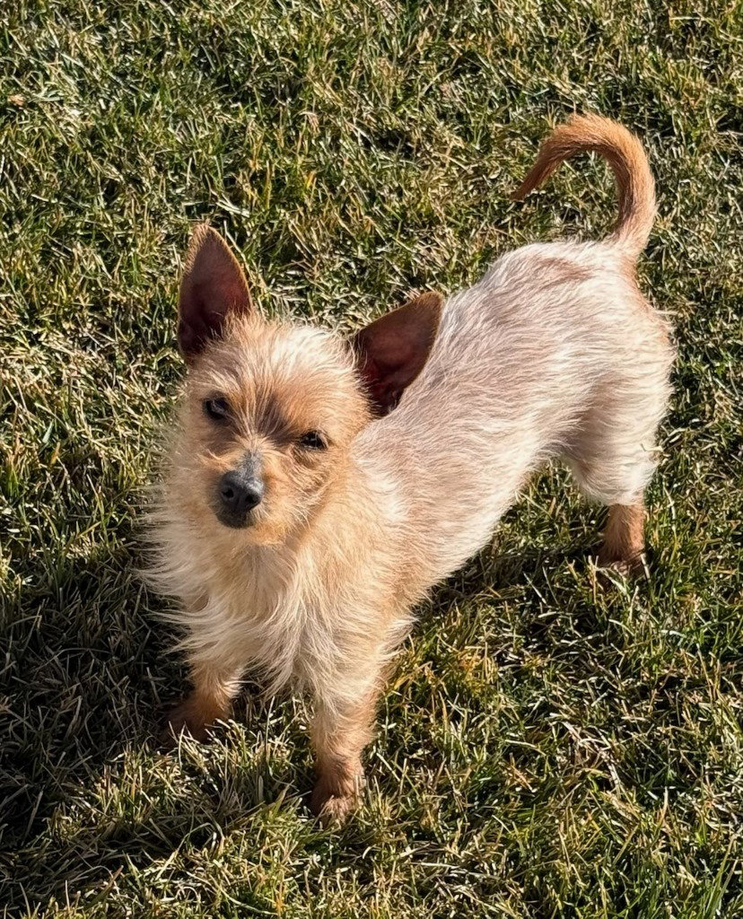 Chihuahua
