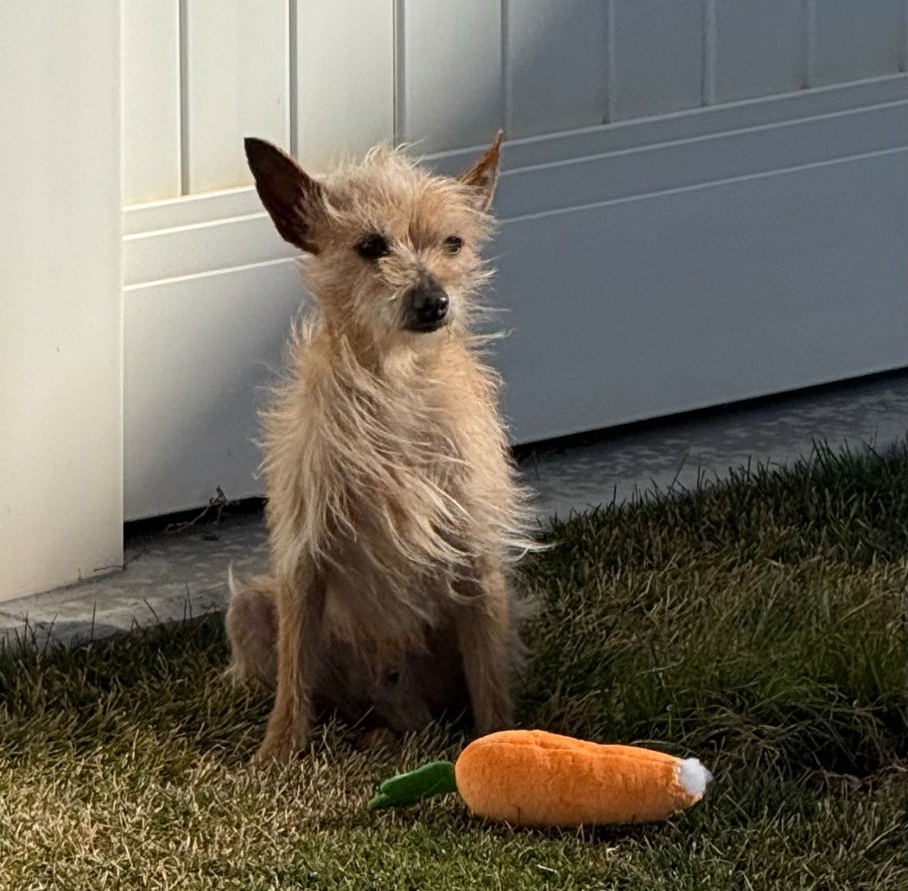 Chihuahua