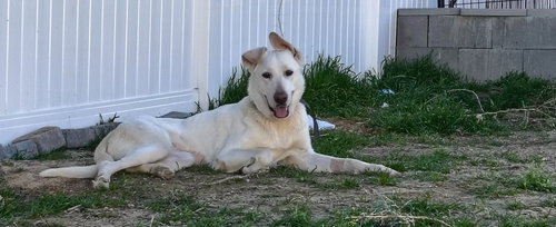 OAK - German Shepherd Dog for adoption in Salt Lake City