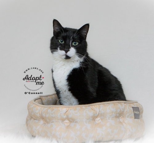 O'Connell, an adoptable Domestic Short Hair in Salt Lake City, UT