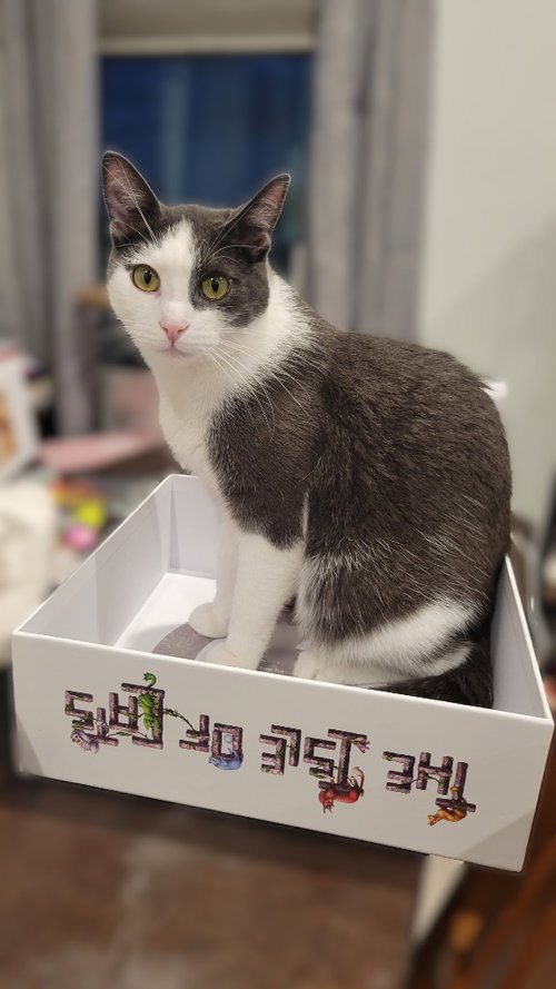 Apollo, an adoptable Domestic Short Hair in Salt Lake City, UT