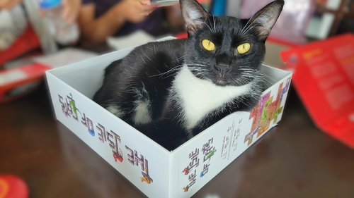 Artemis, an adoptable Domestic Short Hair in Salt Lake City, UT