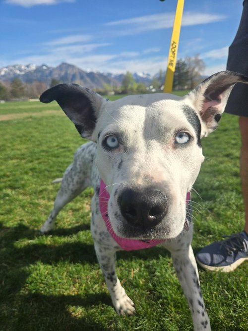 Blue Cheese, an adoptable Australian Cattle Dog in Salt Lake City, UT