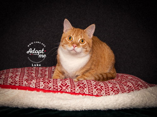 Luke, an adoptable Domestic Short Hair in Salt Lake City, UT