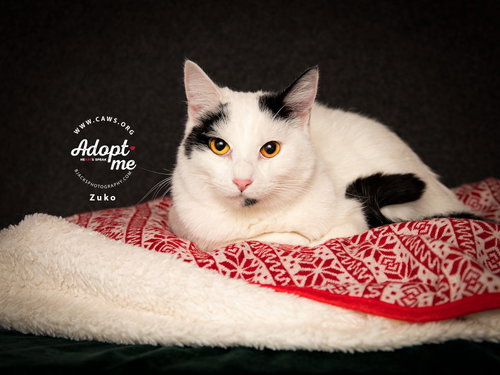 Zuko, an adoptable Domestic Short Hair in Salt Lake City, UT