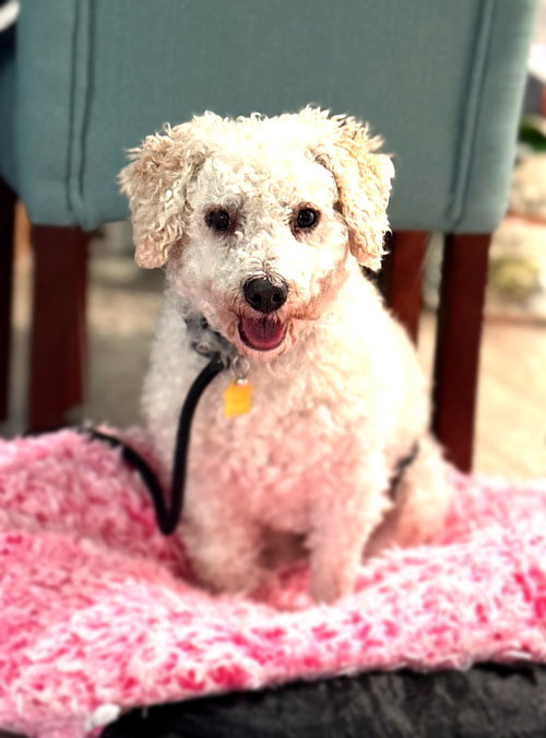 Bobby, an adoptable Poodle in Salt Lake City, UT