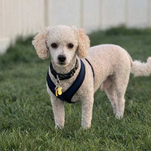 picture of the dog needing adoption