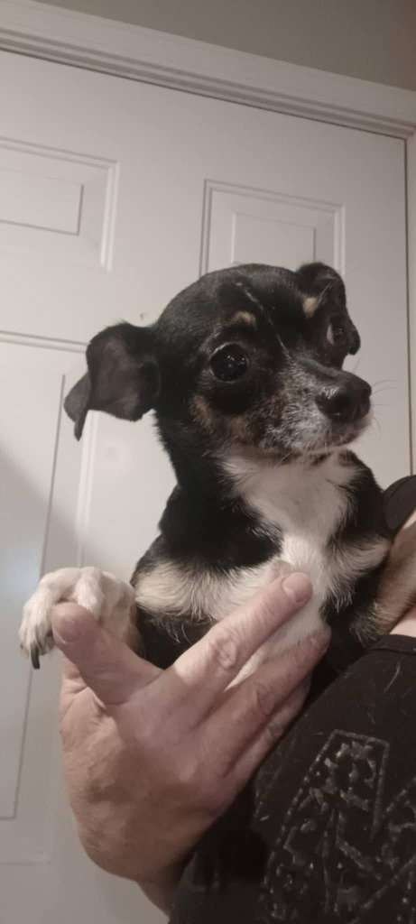 Chloey, an adoptable Chihuahua in Salt Lake City, UT