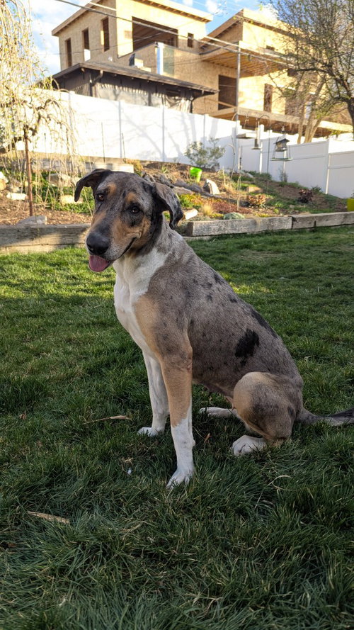 NINA - Great Dane available for adoption
