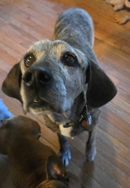 Old Man McGucket, an adoptable Hound in Salt Lake City, UT