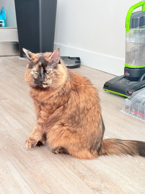 Lyra, an adoptable Domestic Long Hair in Salt Lake City, UT