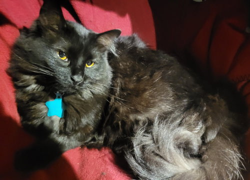 Mittens, Adult Domestic Medium Hair / Mixed, cat for adoption in Orem, Utah