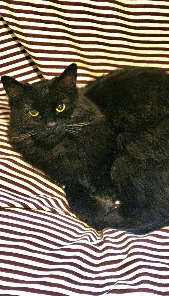 Mittens, photo 2