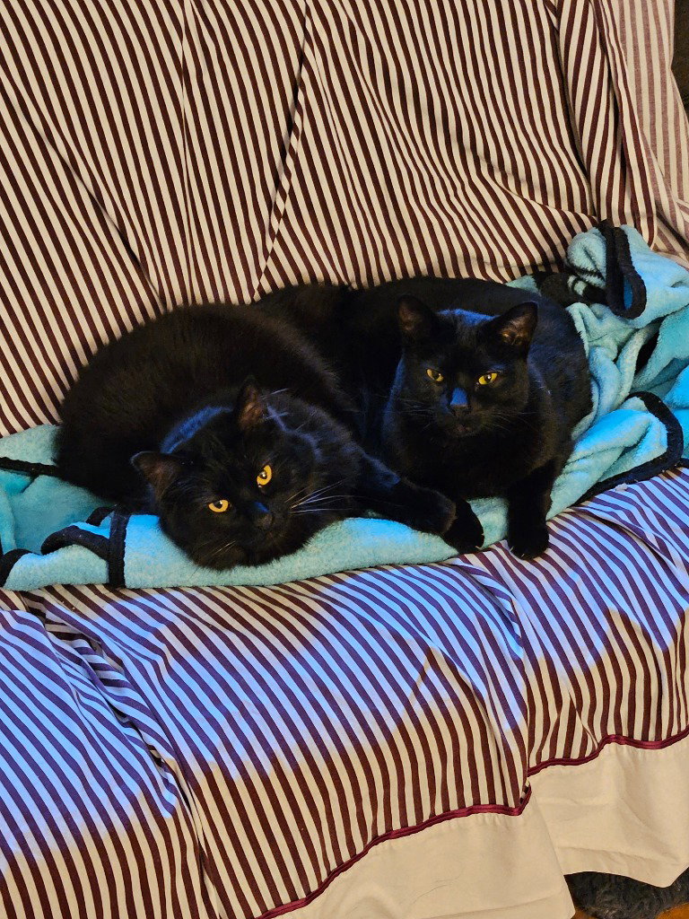 Mittens, photo 4