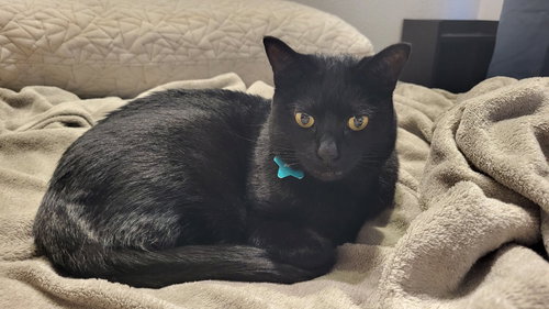Socks, Adult Domestic Short Hair / Mixed, cat for adoption in Orem, Utah