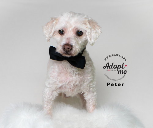 picture of the dog needing adoption