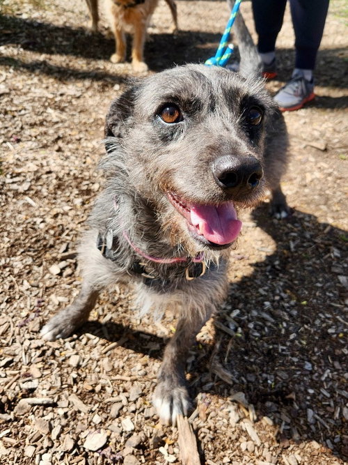 picture of the dog needing adoption