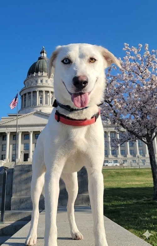 picture of the dog needing adoption