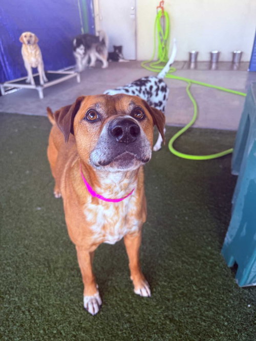 Bolt, an adoptable Pit Bull Terrier in Salt Lake City, UT