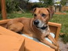Bolt - Photo 2