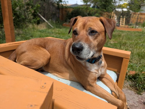 BOLT - Pit Bull Terrier / Australian Cattle Dog/Blue Heeler available for adoption