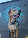Bolt - Photo 3