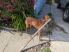 Bolt - Photo 4