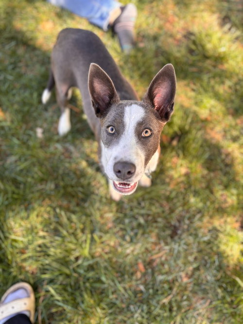 Skylar, an adoptable Australian Cattle Dog in Salt Lake City, UT