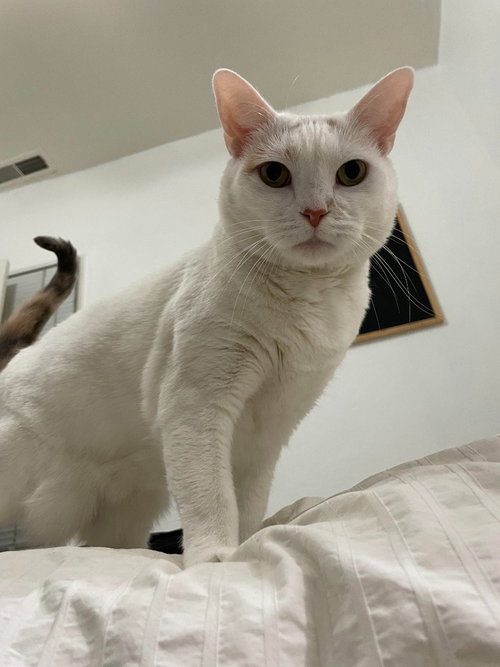 Lizzie, an adoptable Domestic Short Hair in Salt Lake City, UT