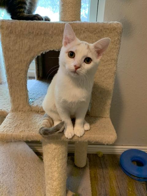 LIZZIE - Domestic Short Hair available for adoption