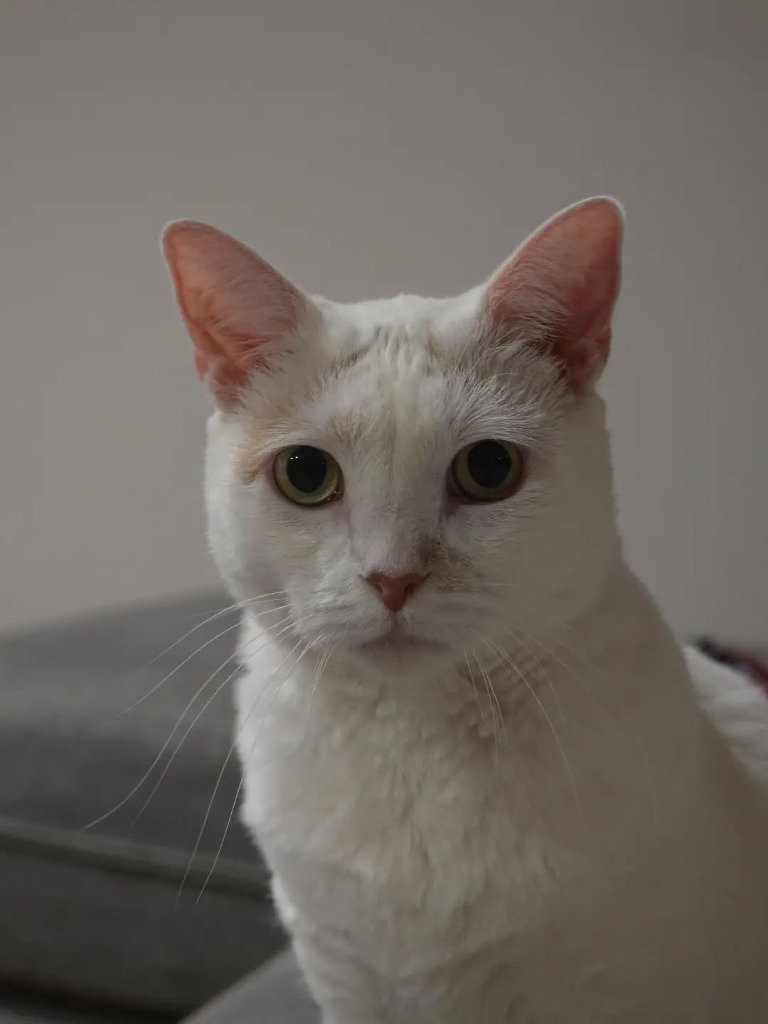 Lizzie, photo 2