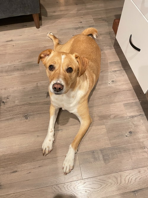 Sadie, an adoptable Labrador Retriever in Salt Lake City, UT