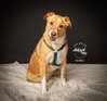 Sadie - Photo 2